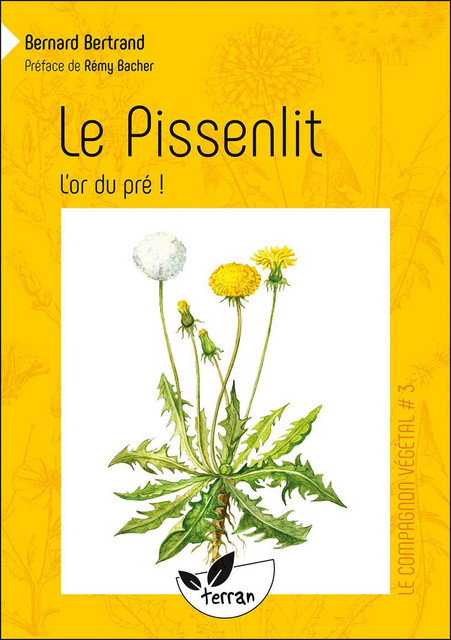 Le Pissenlit, l'or du pré ! - Bernard Bertrand - Éditions de Terran